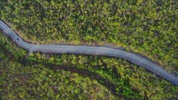 View from a drone vertically down on an asphalt road in the forest at dawn. video