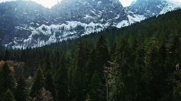 Coniferous forest at sunset against the backdrop of steep cliffs with snow video