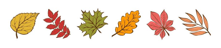 Multicolored autumn leaves in handmade style on white background. Set Illustration Set of doodle autumn leaves. Design for banner, poster, postcard. Elements for wedding invitations. vector