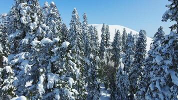 Ski touring enthusiasts climb to the top in a snow-covered landscape video
