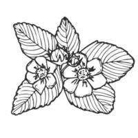 strawberry line art illustration composition with leaves and flowers, hand drawn botanical outline sketch in doodle style vector
