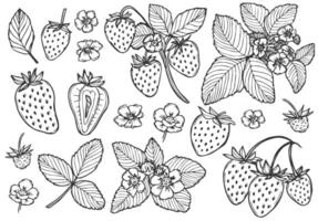 strawberry line art illustrations set, hand drawn botanical outline drawing. Summer fruit monochrome sketch. Isolated design elements for coloring books, background, pattern, packaging, logo. vector
