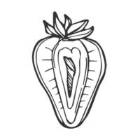 strawberry half line art drawing hand drawn botanical outline illustration. vector