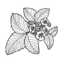 strawberry line art illustration composition with leaves and flowers, hand drawn botanical outline sketch in doodle style vector