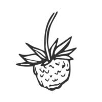 Hand drawn small strawberry in doodle style. Illustration for the design of eco products vector