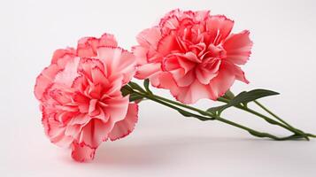 Carnation Blossom on a white background photo