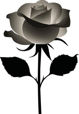 black and white rose, white rose, white rose isolated on black, colorful rose