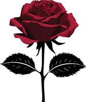 set of roses, red rose , red rose isolated on white vector