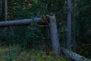 Broken trunk in the middle of the forest photo