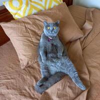 A purebred fluffy funny gray cat lies and enjoys life on a brown pillow in the bedroom. photo