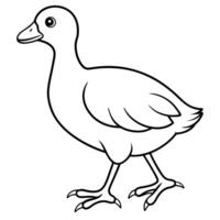 Coot duck walks icon vector
