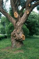 trunk of a huge old willow with some branches cut down photo