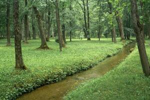 stream in drainage channel in the park, which flows through the grass photo