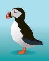 A digital illustration of a puffin. The background is blue. The bird is looking to the left. vector