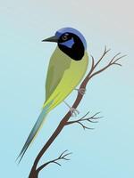 A digital illustration of a green jay. The bird is perched on a slanted branch and looks to the left. vector