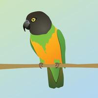 An illustration of a Senegal parrot. The bird is perched on a horizontal branch. vector