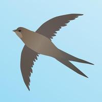 An illustration of a common swift. He is flying in the air. The sky is blue. vector