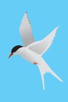 An illustration of a Arctic tern. The bird is flying in the air and both its wings are raised. The bird is looking to the left. Blue background. vector