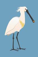 A digital illustration of a Eurasian spoonbill or common spoonbill. The bird is standing and you see the bird from his side. He is looking to the right. Cut out on a blue background. vector