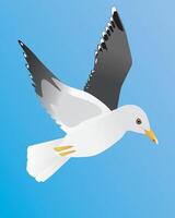 A digital illustration of a lesser black backed gull. The bird is flying in the air and both its wings are raised. The bird is looking to the right. Blue background. vector