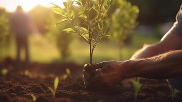 Two hands of the men were planting the seedlings on the soil. Concept of world environment day, tree plantation, save nature, save forest, save eco system. photo