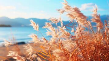Dried grass flowers and blue sky, wind blowing and bright sunlight photo