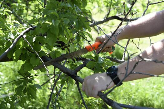 Sawing branches in the garden. A worker's hand and a saw. Spring cutting of tree branches. photo