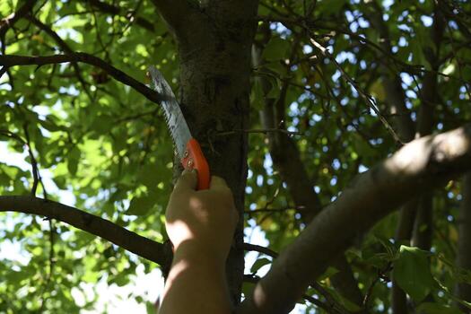 Sawing branches in the garden. A worker's hand and a saw. Spring cutting of tree branches. photo