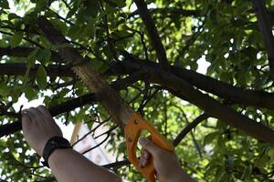 Sawing branches in the garden. A worker's hand and a saw. Spring cutting of tree branches. photo