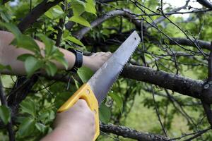Sawing branches in the garden. A worker's hand and a saw. Spring cutting of tree branches. photo