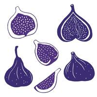 Set of illustrations of figs. Juicy fig fruits. Flat style. vector