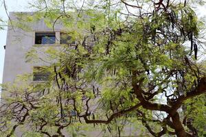 A building in the city through the crown of a tall tree on a city street. photo