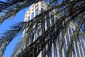 A building in the city through the crown of a tall tree on a city street. photo