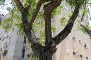 A building in the city through the crown of a tall tree on a city street. photo