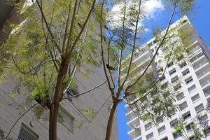 A building in the city through the crown of a tall tree on a city street. photo