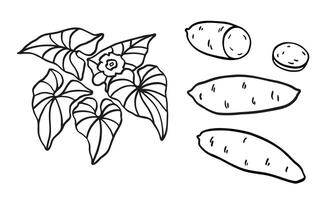 Sweet potato plant hand drawn sketch with tuber, yam, leaf, flower. Black and white illustration on isolated background. Line art food graphic. Design Elements for label, card, sticker, menu vector