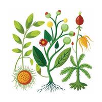 Hand drawn design botanical elements collection vector