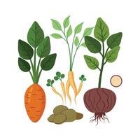 Hand drawn design botanical elements collection vector