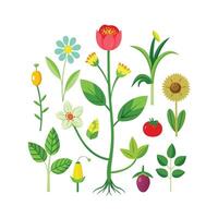 Hand drawn design botanical elements collection vector