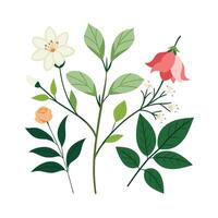 Hand drawn design botanical elements collection vector