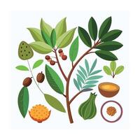 Hand drawn design botanical elements collection vector
