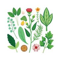 Hand drawn design botanical elements collection vector