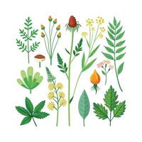 Hand drawn design botanical elements collection vector