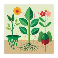 Hand drawn design botanical elements collection vector