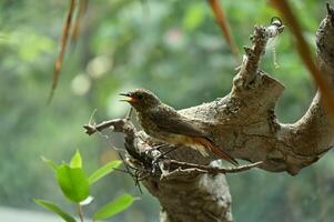 a bird sitting on a branch with leaves in the background photo