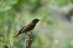 a small bird is perched on a branch photo