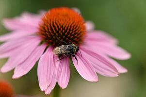 a bee on a pink flower with a green background photo