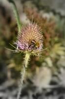 a bee on a thistle flower with blurry background photo