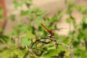 a red dragonfly on a branch in the garden photo