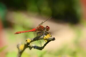 a red dragonfly sits on a branch photo